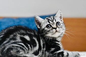 Britské "whiskas" koťátko s PP - kocourek - PRODANÝ