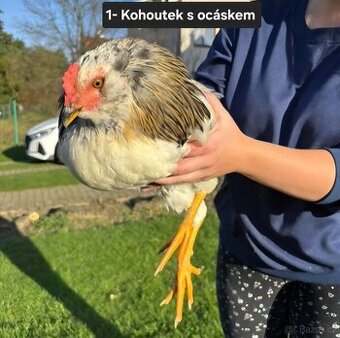 Kohoutci