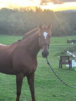 Tříletá charakterní klisna