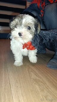 Štěňátko pejsek biewera bez PP