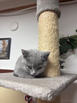 Britská modrá koťata