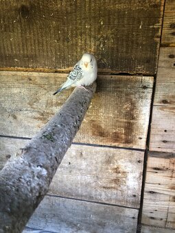 Prodam a Andulky TCB