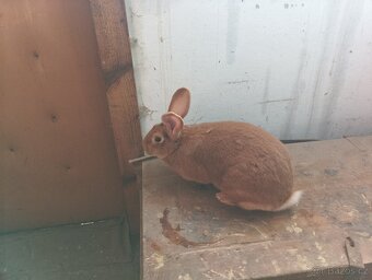 Burgundský králík