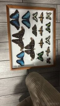 Prodám preparované Motyli