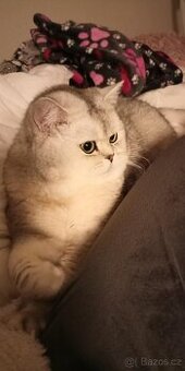 Krytí britský stříbřitý kocour