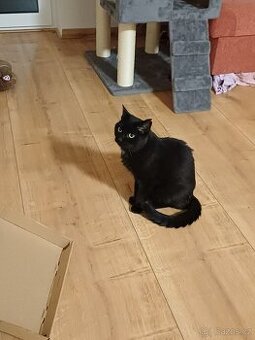 Akutně hledáme domov pro černou kočičí krásku Dahliu