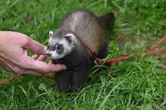 Sháníme samečka fretky na krytí