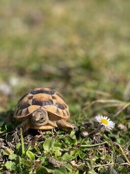Želva testudo graeca -žlutohnědá
