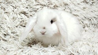 Zakrslý beránek, králíček, králík - LENNY