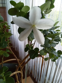 Carisa, exotická vonná rostlina s krásnými zelenými listy.