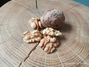 Vlašské ořechy 2023 neloupané