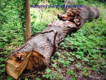 Pořez kulatiny přenosným katrem v místě kácení - 1