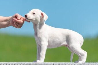 whippet/vipet s PP