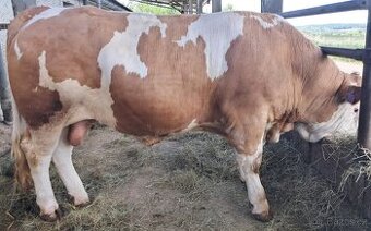 Světlý homozygot na jalovice.