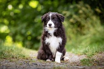Border kolie s PP - Caspien
