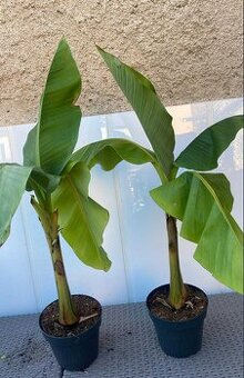 Velké banánovníky - Musa Basjoo - 80 cm