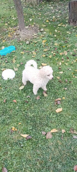 Pudl bílý trpasličí