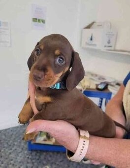 Jezevčík trpasličí