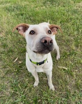 Pes Bony (3roky) hledá nový domov