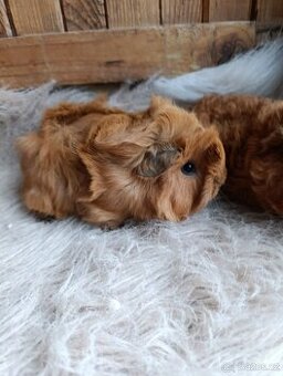 Morče / morčata / morčátko sameček