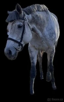 9ti letá klisna - 1