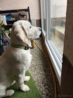 Zlatý retrívr s PP fenka