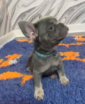 Francouzský buldoček