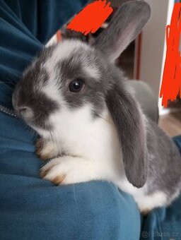 Zakrslý beránek králíček