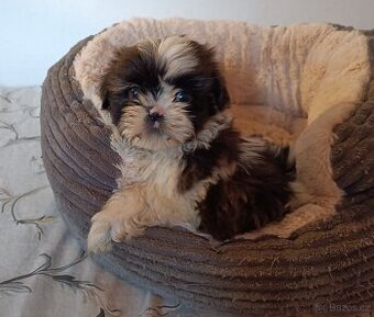 Shih -tzu - fenečky bez pp