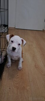 Americký stafordšírský teriér