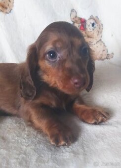 Jezevčík trpasličí dlouhosrstý