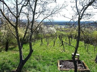 Prodej vinohradu 4114 m², Bzenec