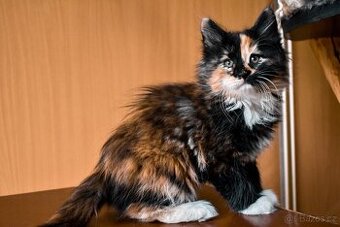 Mainská mývalí bez p.p.