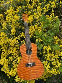 Prodám koncertní ukulele - 1