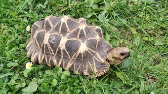 Geochelone Platynota - 1