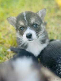 Welsh corgi pembroke s PP (FCI)