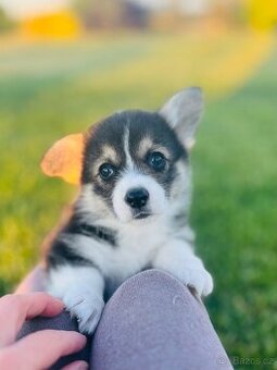 Welsh corgi pembroke s PP (FCI)