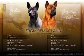 Thajský ridgeback s PP, Thai ridgeback