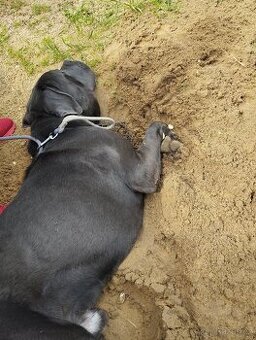 Cane Corso