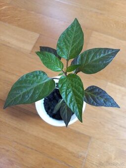 Sazenice chilli papriček