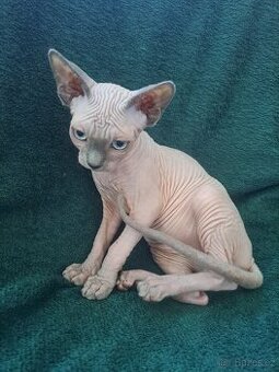 Kanadský sphynx s PP