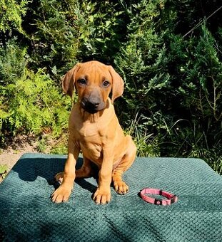 Rhodéský ridgeback s PP nestandartni pejsek 🩷 - 1