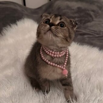 Klapoucha kočička Scottish Fold činčila
