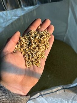 Nahý oves, pšenice, oves