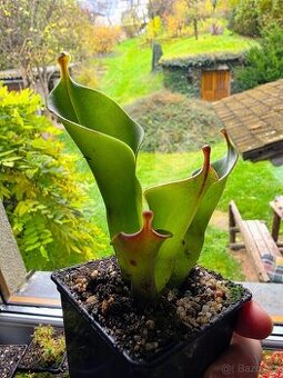 Masožravá rostlina Heliamphora minor