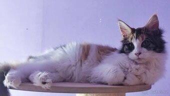 Mainská mývalí kočka