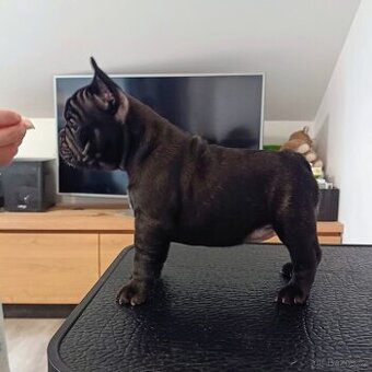 Francouzský buldoček s PP