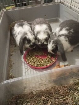 Zakrslý beránek králíček