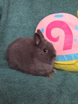 Mini miminka-přeprava po celé ČR