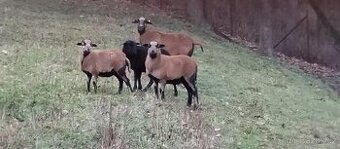 Prodám beránka a jehničky Kamerunské ovce